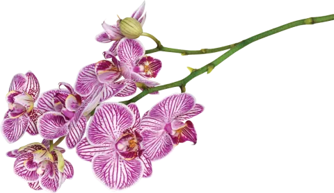 Branch of Orchid Flower